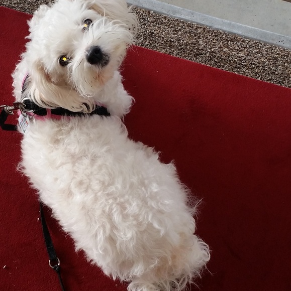 Meet your Posher, - Picture 2 of 2